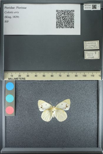 Media type: image;   Entomology 191701
